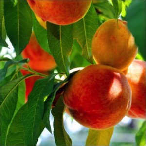 mangoes
