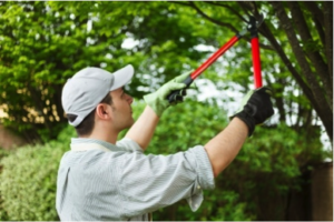 pruning